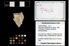 Foto (Objekt + Etikett) von Pithonoton marginatum (von Meyer, 1842)  (NHMW-GEO-2014-0194-0902)